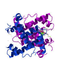 Class 11th - Proteins Image