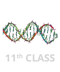 Class 11th - Nucleic Acid Image
