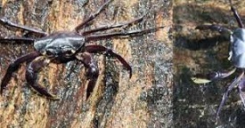 Tree-dwelling Crab