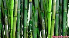 Bamboo Mission