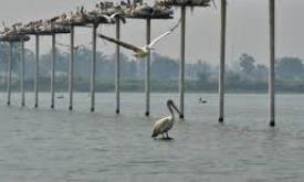 First-ever Pelican Festival