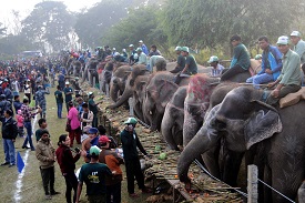 Chitwan Elephant Festival