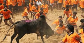 Bull Taming Event