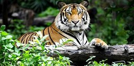 Save Tiger Protection Force