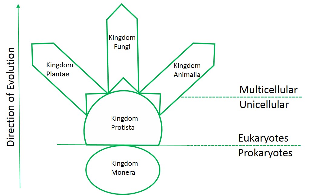 Fifth_Kingdom Classification