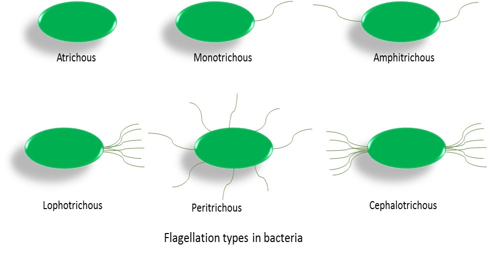 Flagellation Types