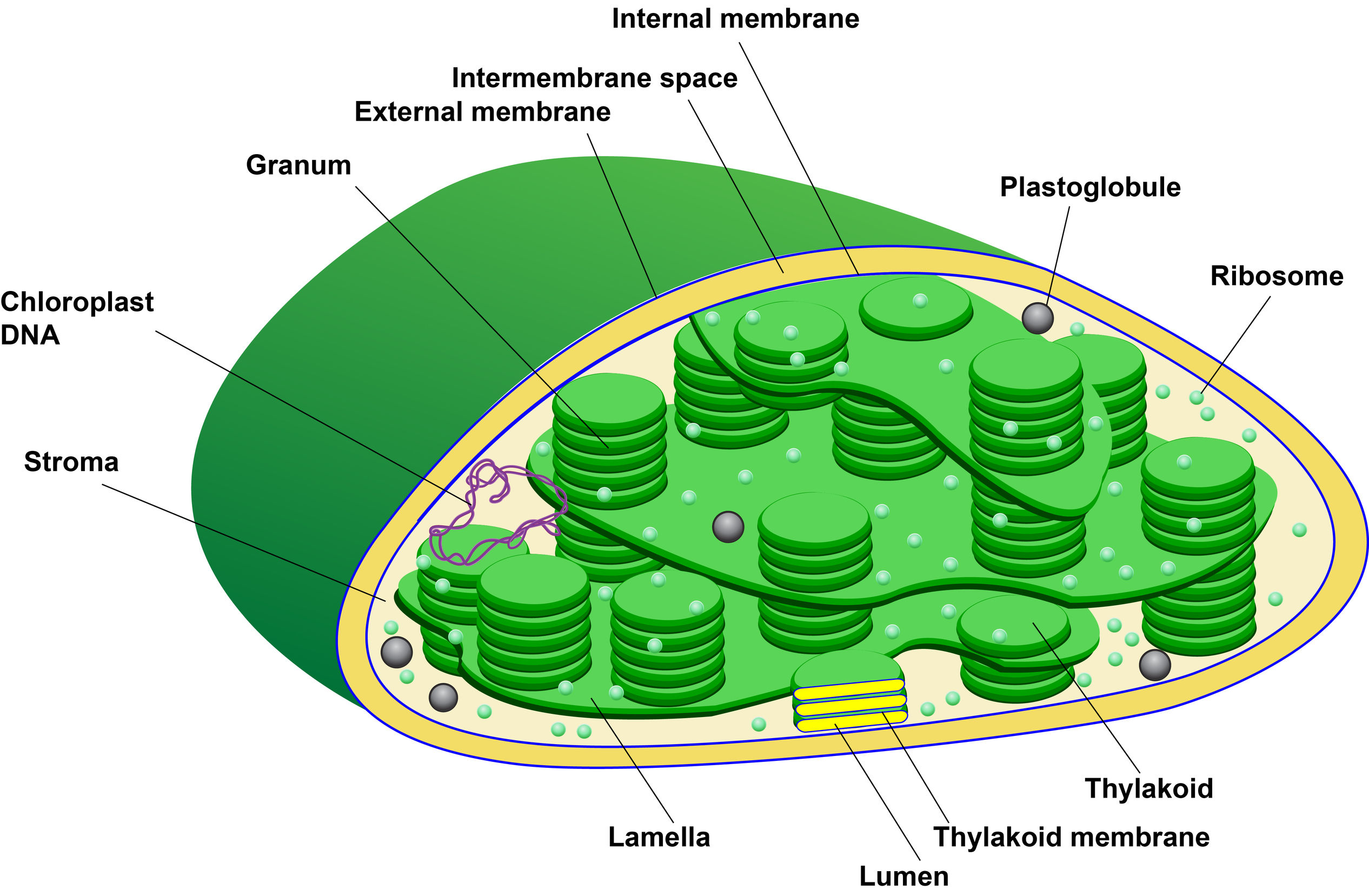 Chloroplast Structure