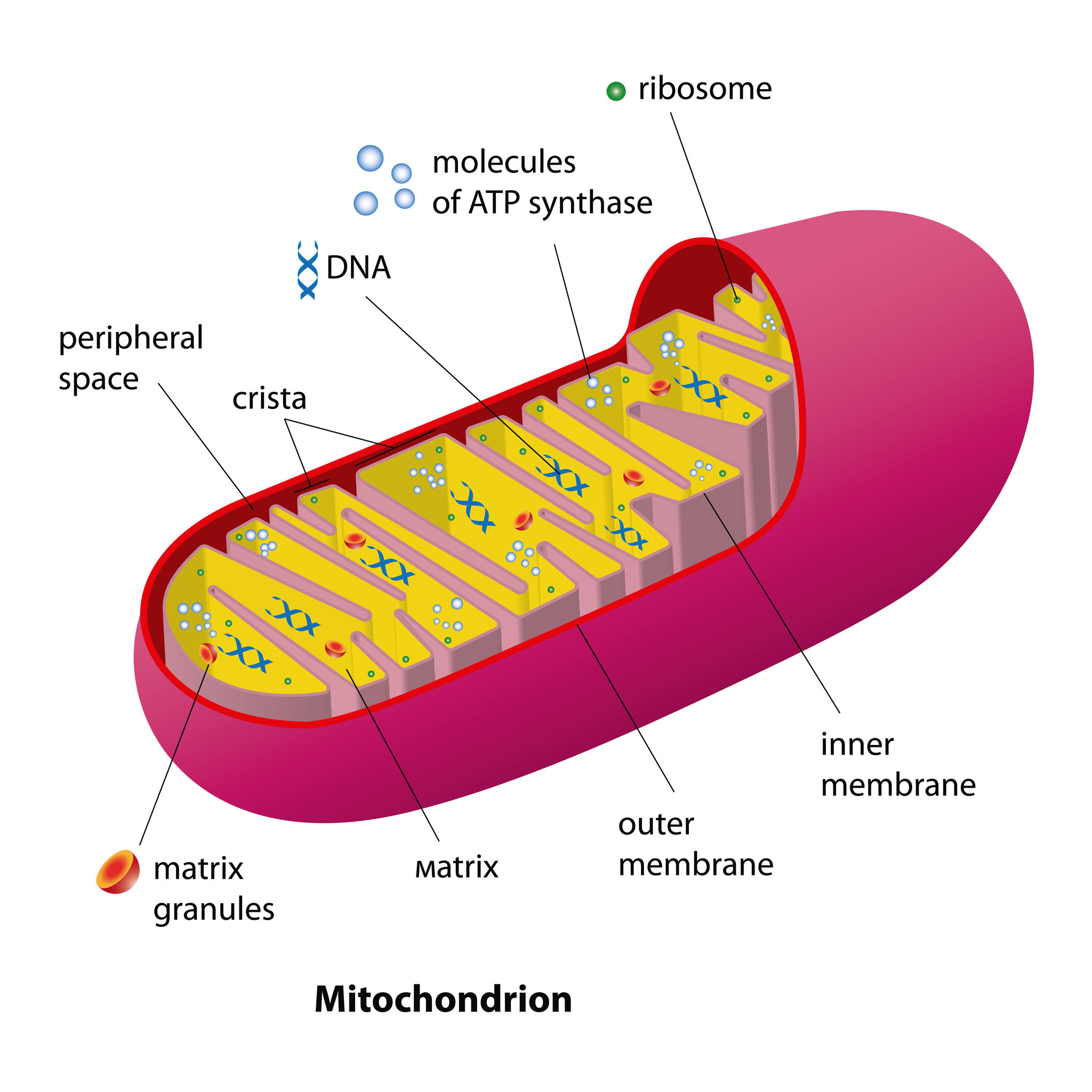 Mitochondria