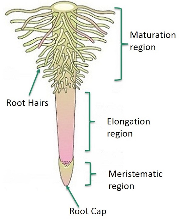 Region of Cell Maturation